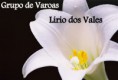 Varoas - Lírio dos Vales