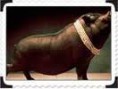 Coisas Santas aos Cães e Pérolas aos Porcos?